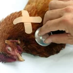 O que é a Gripe Aviária