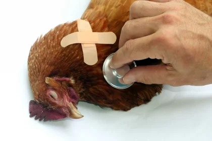 O que é a Gripe Aviária